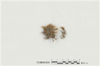 藏品(灰苔屬)的圖片